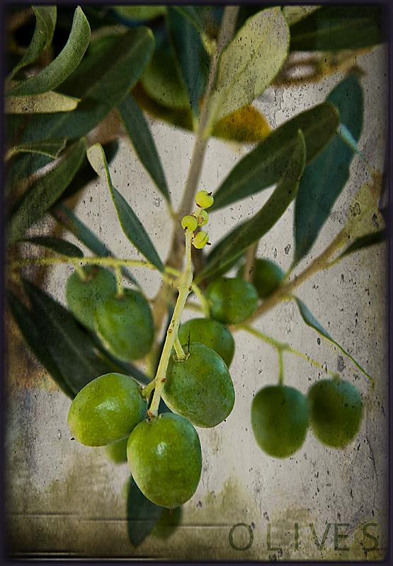 Olives-a21812979.jpg