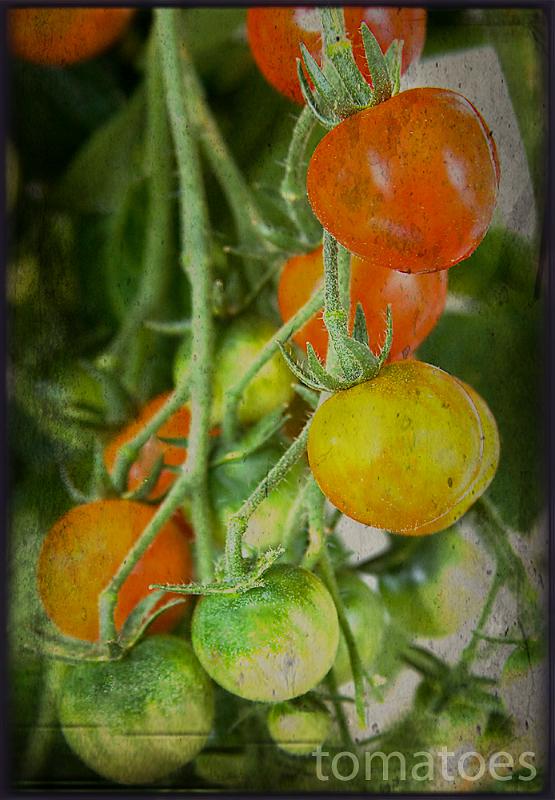 tomatoes-a21883923.jpg